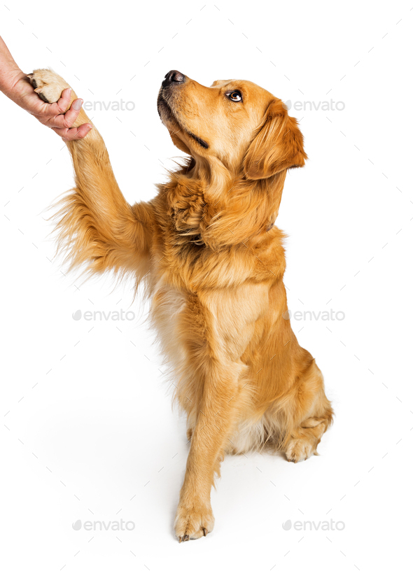 Golden Retriever Dog Shaking Hands Stock Photo by GoodFocused PhotoDune
